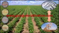 Guar Gum Cultivation Consultancy