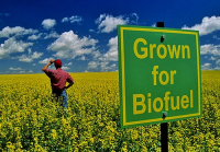 Biofuel Crop Cultivation Agribusiness Consultancy