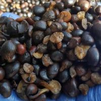 Palm Kernel