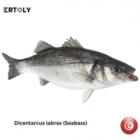 Sea Bass (Dicentarcus Labrax)