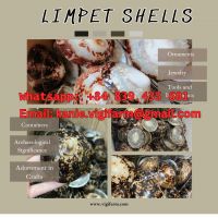 Natural Limpet Shell