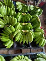 Fresh banana from Vietnam +84 968 142 103