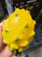 SELL FRUITS EXOTICS .... RED PITAHAYA  - PASSION FRUIT - YELLOW PITAHAYA - GRANADILLA - ORIGIN ECUADOR