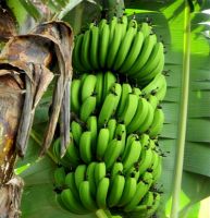 FRESH CAVENDISH BANANA