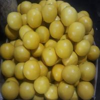 citrus x limon. citrus limon (L) Burm.f.