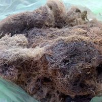 HIGHT QUALITY DRIED GRACILARIA FROM VIETNAM