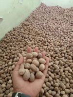 Nutmeg