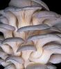 oyster mushroom