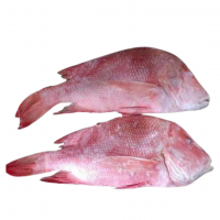 Red Snapper