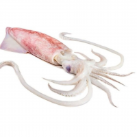 Loligo Squid