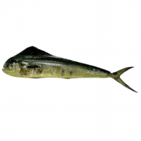 Mahi Mahi