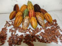 https://www.tradekey.com/product_view/Agrocriso-Cacao-Beans-502467.html