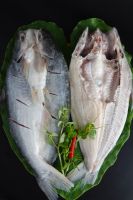 Pangasius Bufterfly