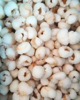Frozen fresh lychee fresh fruit