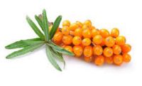 https://fr.tradekey.com/product_view/Fructus-Hippophae-P-e--10292295.html