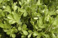 Smoketree. P.E. Sodium Aescinate Boxwood extract Fisetin  50% 90%