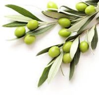 Olive Leaf Extract Oleuropein  Hydroxytyrosol