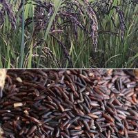 Organic black rice 