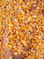 Corn Broken Corn/ Maize for chicken feed