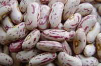 RED SPCKLED SUGAR BEANS