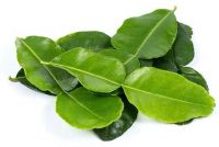 Kaffir Lime Leaves