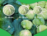 cabbage indonesia