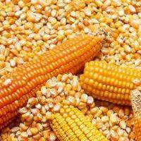 Dried Yellow Corn / Dried Yellow Maize / Dried Yellow Corn for Animal Feed