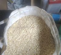 Grade 1 White Corn / Non Gmo White Maize Dried