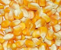 Non GMO and GMO Yellow and White Corn / Maize