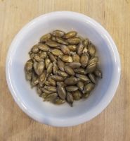 Best Quality Supplier Pumpkin Seeds For Sale In Cheap Price