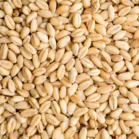 High quality wheat grain in bulk wheat grain