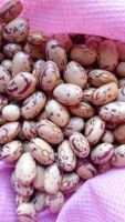 Sugar Beans, White Speckled Beans Kidney Beans