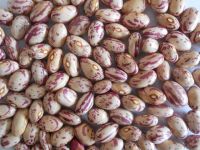 Sugar Beans Long Shape Light Speckled Kidney Beans/Pinot Beans