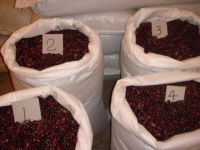 A Grade Red Kidney Beans