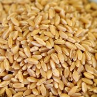 Wheat Best Grade Whole Organic Soft Hard Milling Wheat Grains /soft wheat in bulk