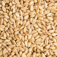 Wheat Best Grade Whole Organic Soft Hard Milling Wheat Grains /soft wheat in bulk