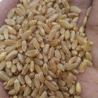 Wheat Grain in bulk / hight quality wheat whole nutrition grain for export