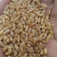 whole grain wheat for sale wheat grain wholesale buy wheat grain