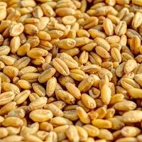 Best Quality Custom Made Wholesale Factory Price Organic Wheat