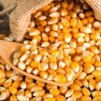 Beyond food and feed, yellow corn plays a significant role in industrial applications. It is a key raw material in the production of biofuels, particularly ethanol, which is used as an alternative to fossil fuels. Additionally, yellow corn is used in the 