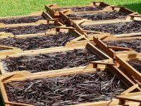 Pure and Fresh Vanilla Beans 15 to 17 cm | Organic Black vanilla Beans 