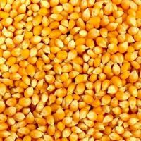 Organic Yellow Corn – Ideal for Feed and Food Use