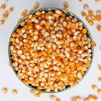 Organic Yellow Corn – Ideal for Feed and Food Use