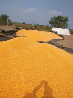 Non GMO Yellow Corn Maize for Human and Animal Feed Grade