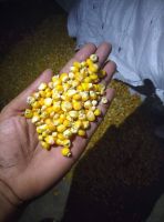 Animal Feed Grade Corn for Sale