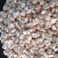 Dried White Maize Corn Non GMO White Corn