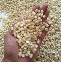 Best Quality 1 Yellow Corn & White Corn/Maize for Human & Animal Feed discount price