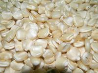 Dried White Maize Corn Non GMO White Corn & White Corn Maize for Human & Animal Feed Dried White Maize/Corn