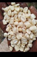 White Dry Corn Kernel Dried Maize Dry White Corn with Competitive Price.