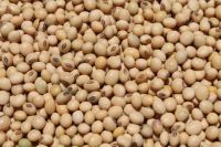 Non Gmo Soybeans / Soya Beans Soy Bean Seeds and Soya Bean Seeds